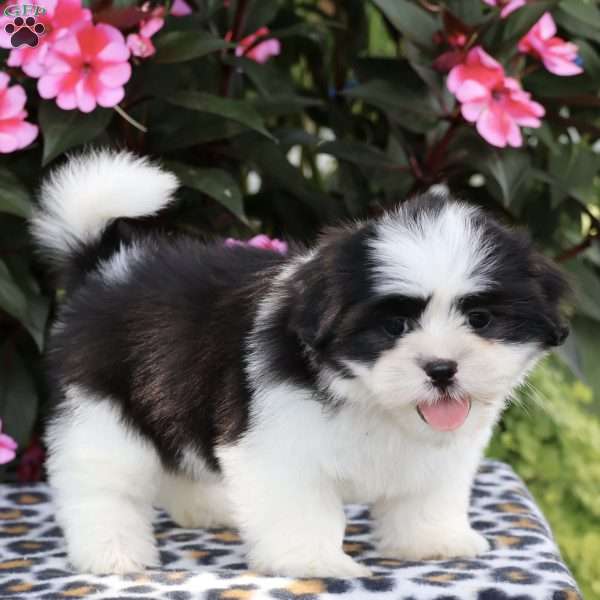 Coco, Shih Tzu Puppy