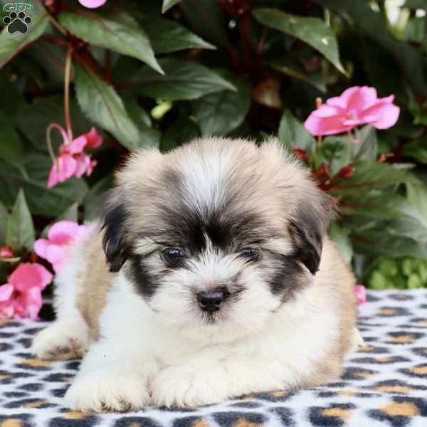 Callie, Shih Tzu Puppy