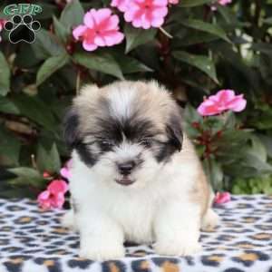Callie, Shih Tzu Puppy