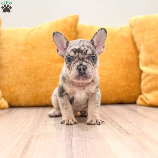 Leo, French Bulldog Puppy