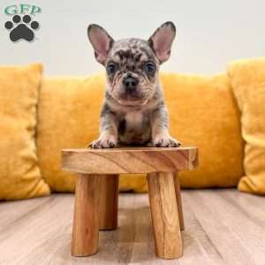 Leo, French Bulldog Puppy