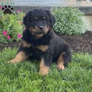 Tank, Rottweiler Puppy