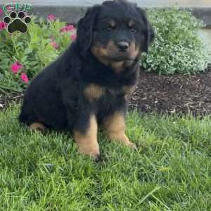 Tank, Rottweiler Puppy