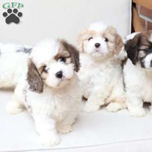 Kingston, Cavachon Puppy