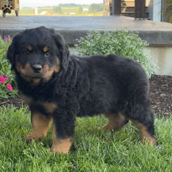 Tank, Rottweiler Puppy