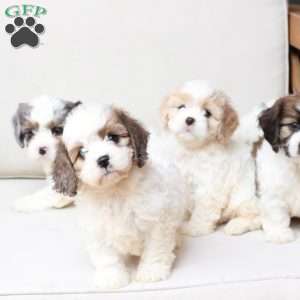 Jackson, Cavachon Puppy