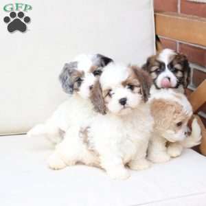 Kingston, Cavachon Puppy