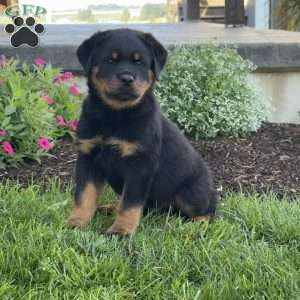 Bruno, Rottweiler Puppy