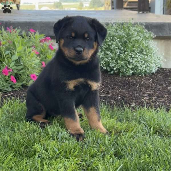 Bruno, Rottweiler Puppy