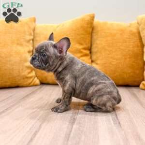 Mason, French Bulldog Puppy