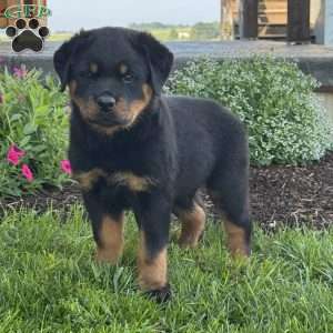 Bruno, Rottweiler Puppy