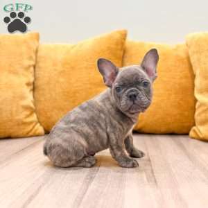 Mason, French Bulldog Puppy