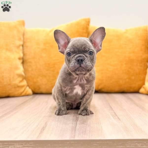 Mason, French Bulldog Puppy