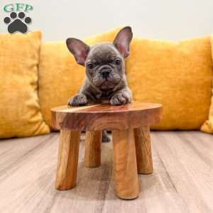 Mason, French Bulldog Puppy