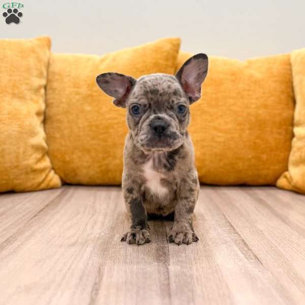 Gracie, French Bulldog Puppy