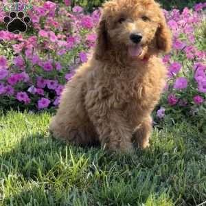 Ruby, Mini Goldendoodle Puppy