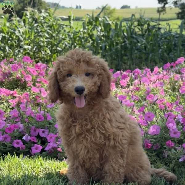 Ruby, Mini Goldendoodle Puppy