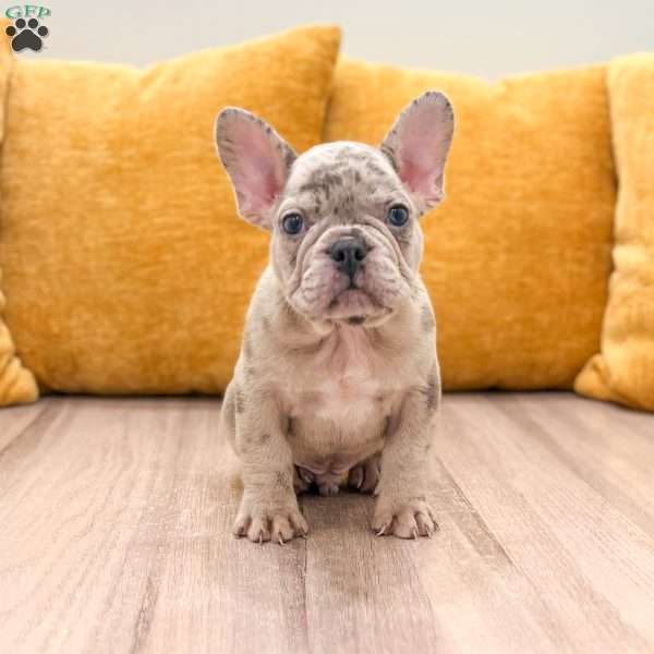 Marco, French Bulldog Puppy