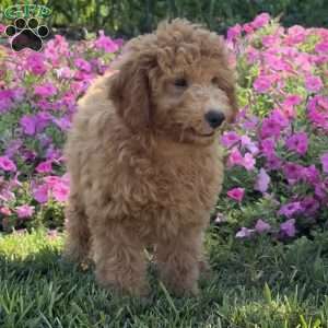 Ruby, Mini Goldendoodle Puppy