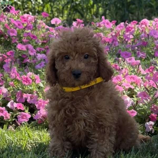 Rosa, Mini Goldendoodle Puppy
