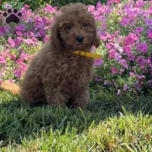 Rosa, Mini Goldendoodle Puppy