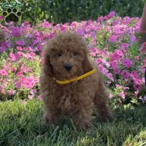 Rosa, Mini Goldendoodle Puppy