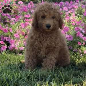 Rita, Mini Goldendoodle Puppy