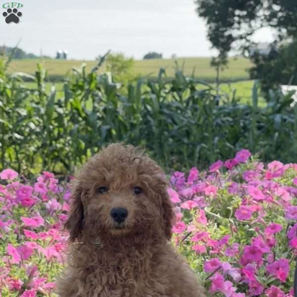 Rita, Mini Goldendoodle Puppy