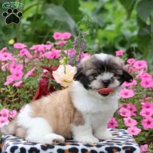 Callie, Shih Tzu Puppy