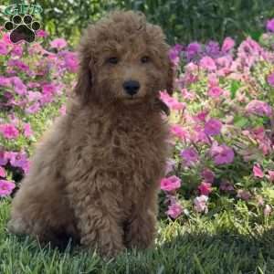 Rita, Mini Goldendoodle Puppy