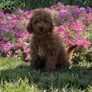 Raya, Mini Goldendoodle Puppy