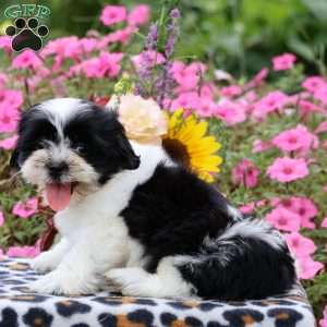 Cleo, Shih Tzu Puppy