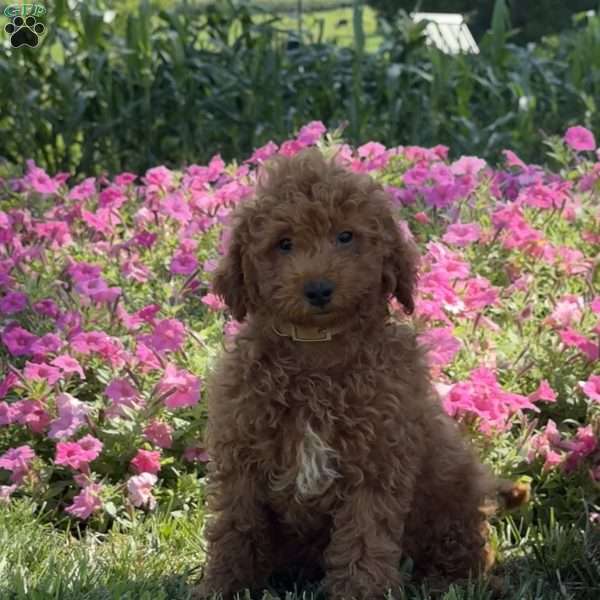 Raya, Mini Goldendoodle Puppy