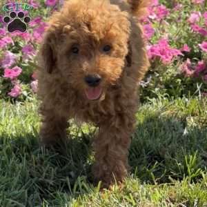 Raya, Mini Goldendoodle Puppy