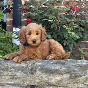Willy, Mini Labradoodle Puppy