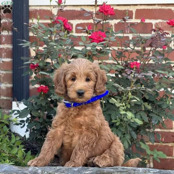 Willy, Mini Labradoodle Puppy