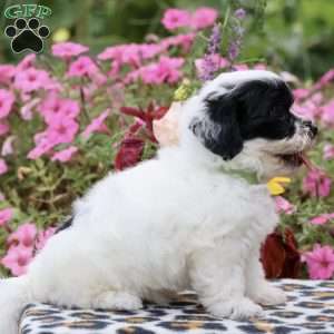 Minnie, Teddy Bear Puppy