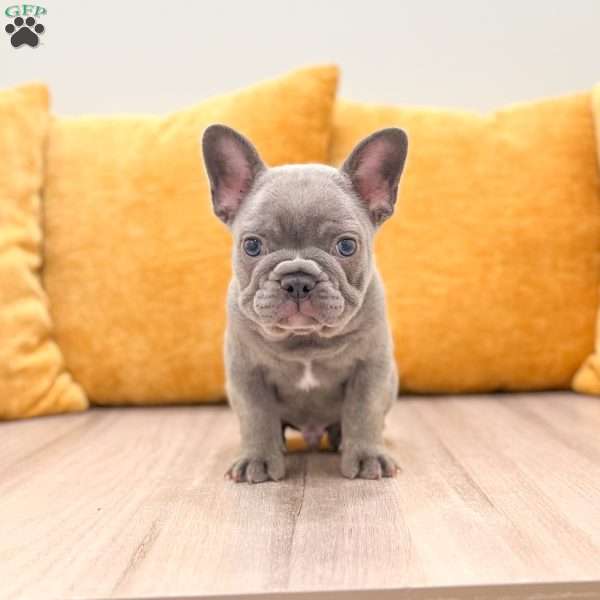 Asher, French Bulldog Puppy