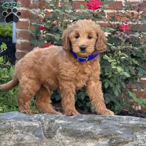 Willy, Mini Labradoodle Puppy