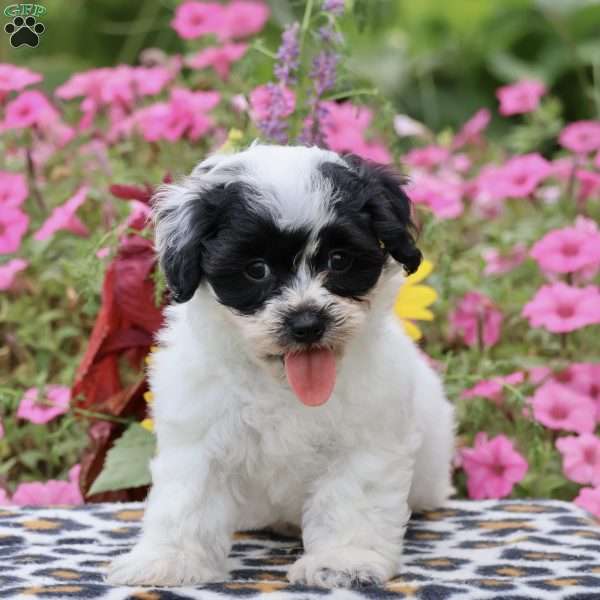 Minnie, Teddy Bear Puppy