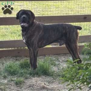 Hiccup, Cane Corso Puppy