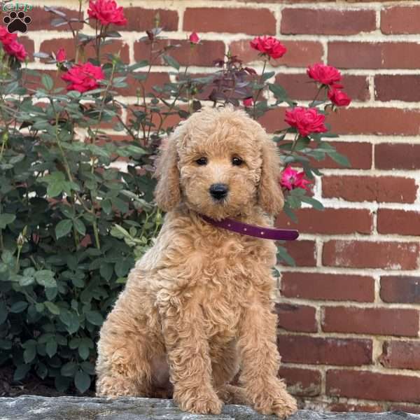 Winnie, Mini Labradoodle Puppy