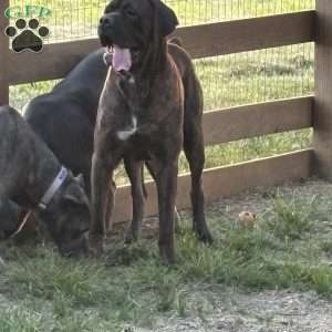 Peanut, Cane Corso Puppy