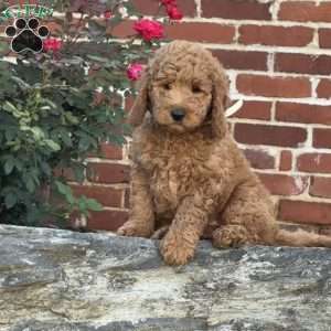 Willow, Mini Labradoodle Puppy