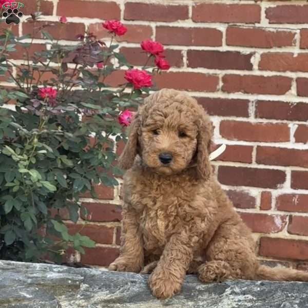 Willow, Mini Labradoodle Puppy