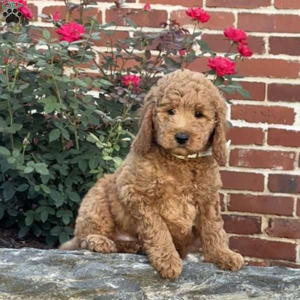 Willow, Mini Labradoodle Puppy