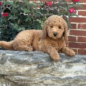 Willow, Mini Labradoodle Puppy