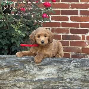 Wally, Mini Labradoodle Puppy