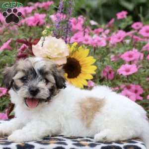 Maple, Teddy Bear Puppy