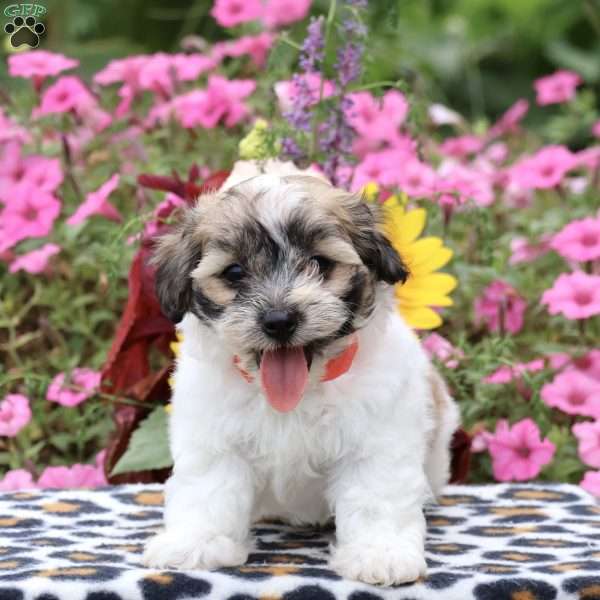 Maple, Teddy Bear Puppy